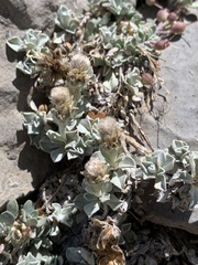 Antennaria soliceps