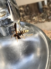 Polistes comanchus navajoe