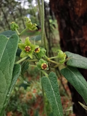 Gonolobus jaliscensis