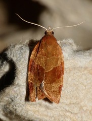 Pandemis cinnamomeana