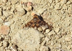 Thyridanthrax nugator