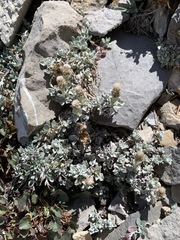 Antennaria soliceps