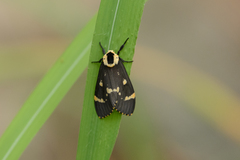 Lymantria semicincta