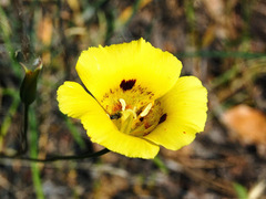 Calochortus luteus
