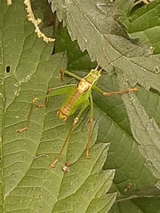 Leptophyes punctatissima