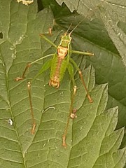 Leptophyes punctatissima