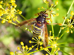 Spilomyia diophthalma