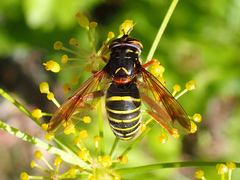 Spilomyia diophthalma
