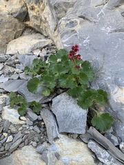 Telesonix heucheriformis