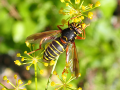 Spilomyia diophthalma