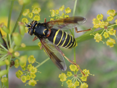 Spilomyia diophthalma