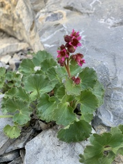 Telesonix heucheriformis