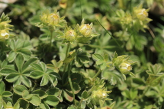 Potentilla nivalis