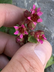 Telesonix heucheriformis