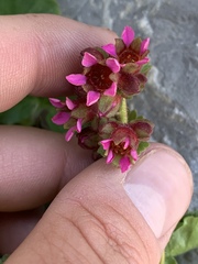 Telesonix heucheriformis