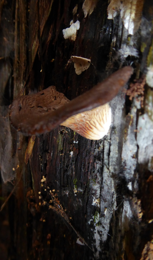 Hohenbuehelia parsonsiae