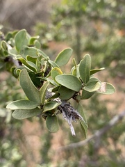 Pyrostria hystrix