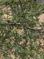 Pyrostria hystrix