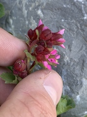 Telesonix heucheriformis