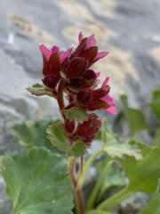 Telesonix heucheriformis