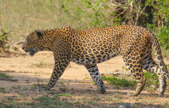 Panthera pardus kotiya