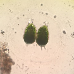 Desmidiaceae