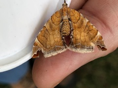 Eulithis molliculata