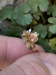 Veronica ranunculina