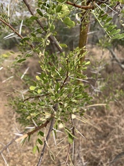 Vachellia exuvialis