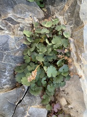 Veronica ranunculina