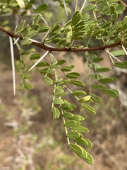 Vachellia exuvialis
