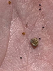 Veronica ranunculina