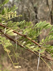 Vachellia exuvialis