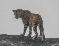 Panthera pardus kotiya