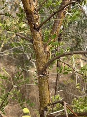 Vachellia exuvialis
