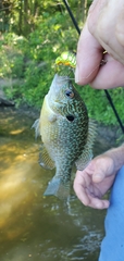Lepomis peltastes