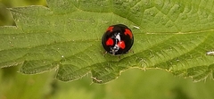 Harmonia axyridis
