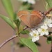 Johnson’s Hairstreak - Photo (c) Corey Lange, some rights reserved (CC BY-NC), uploaded by Corey Lange