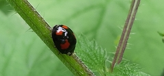 Harmonia axyridis