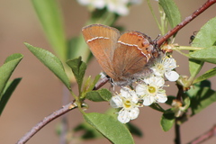 Callophrys johnsoni