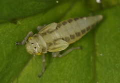 Evacanthus interruptus