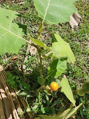 Solanum sessiliflorum