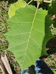 Solanum sessiliflorum