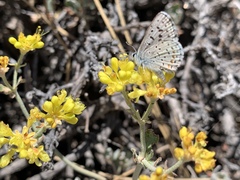 Euphilotes glaucon comstocki