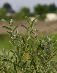 Salix bebbiana