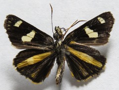 Dalla ramirezi