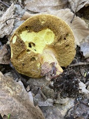 Xerocomus ferrugineus