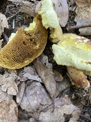 Xerocomus ferrugineus