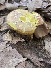 Xerocomus ferrugineus