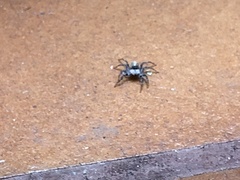 Menemerus semilimbatus